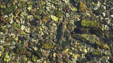 A Salmon Glides Through the Clear, Stone-filled Riverbed in Finnmark, Norway - Stock Footage 326031792