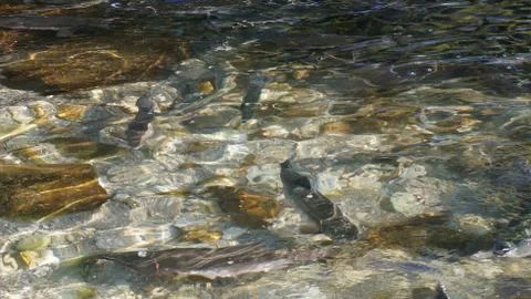 The salmon goes for spawning Foto stock
