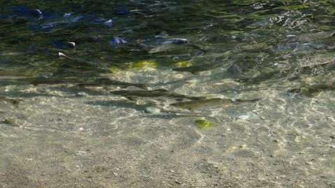 The salmon goes for spawning Stock Photos