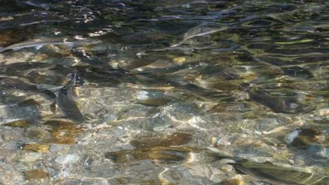 The salmon goes for spawning Stock Photos