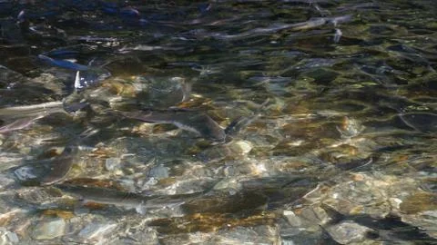 The salmon goes for spawning Stock Photos