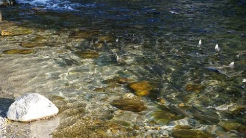 The salmon goes for spawning Stock Photos
