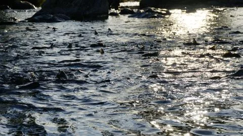 The salmon goes for spawning Stock Photos