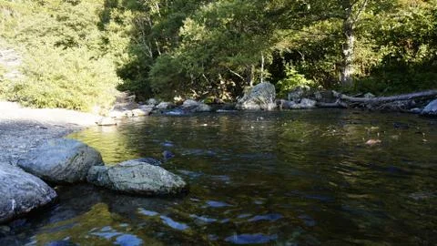 The salmon goes for spawning Stock Photos