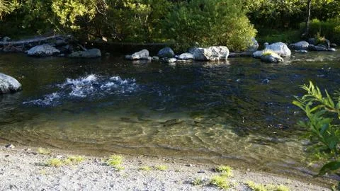 The salmon goes for spawning Stock Photos