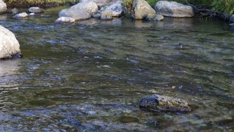 The salmon goes for spawning Stock Photos