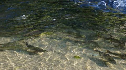 The salmon goes for spawning Stock Photos