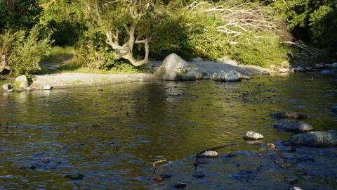 The salmon goes for spawning Stock Photos