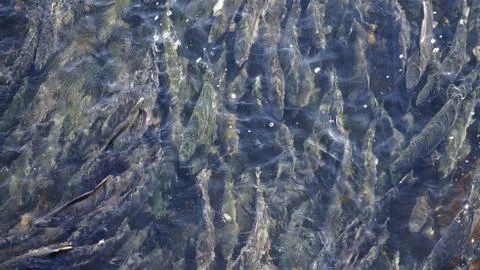 The salmon goes for spawning Stock Photos