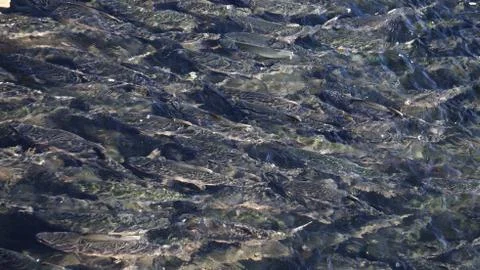 The salmon goes for spawning Stock Photos