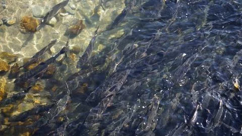 The salmon goes for spawning Stock Photos