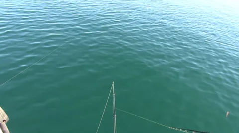 The salmon that got away Stock Footage 37166791