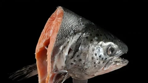Salmon head close-up on a dark background. Vídeos de archivo 140797060