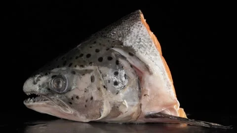 Salmon head close-up on a dark background. Vídeos de archivo 140797625