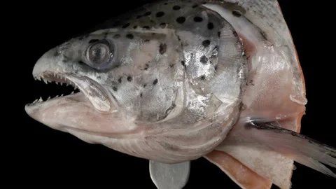 Salmon head close-up on a dark background. Vídeos de archivo 140842995