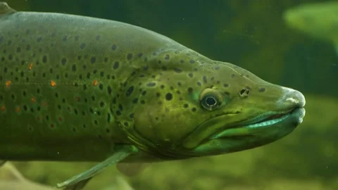 Salmon head Stock Footage 139120228