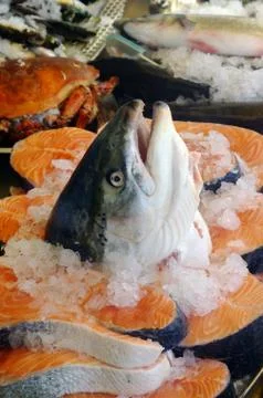 Salmon head Stock Photos