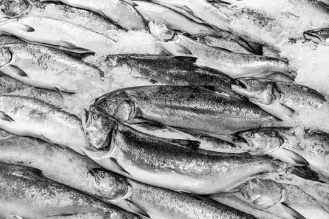Salmon on ice Stock Photos