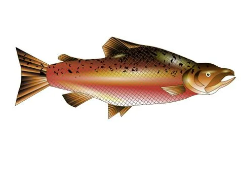 Salmon Stock Illustration