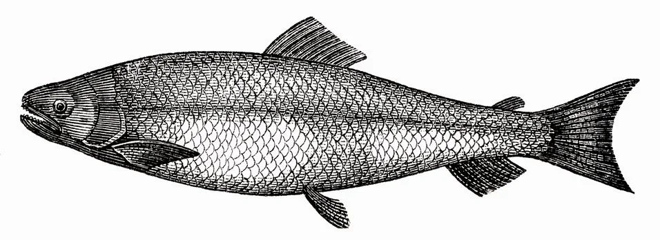 Salmon (illustration) Illustrazione stock