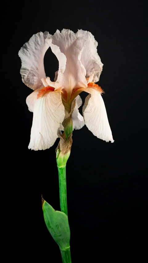 Salmon Iris Flower Opening Bud in Time Lapse on a Black Background. Tender .. Stock Footage 335839072