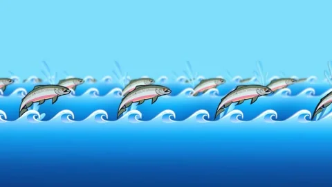 Salmon jump Stock Footage 165817755