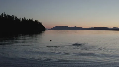 Salmon Jumping 1 4K Video stock 232903390