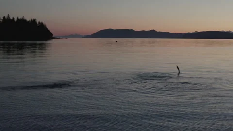 Salmon jumping 2 4K Video stock 232903451