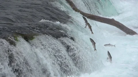 Salmon Jumping up Brooks falls at Katmai National Park, Alaska in Slow motion Stock Footage