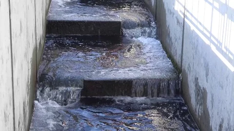 Salmon Jumping in a Fish Ladder 库存影片 81187425