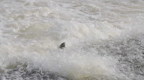 Salmon Jumping Over Weir In River Rapids Stock Footage 60388298