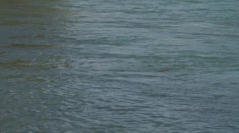 Salmon Jumping Slow Motion Stock Footage 1182952