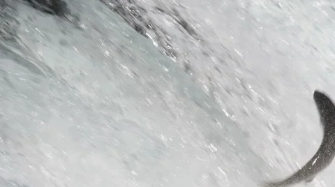 Salmon jumping slow motion. Stock Footage