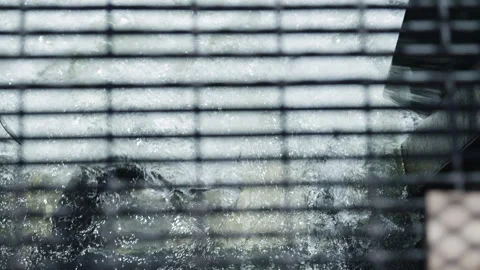 Salmon Jumping through Grid Shadows in Slow Motion Stock Footage 336206283