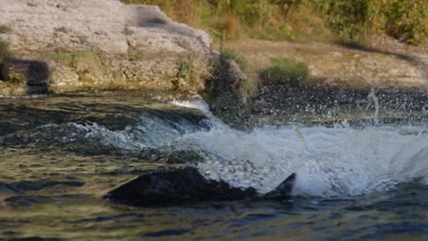 Salmon Jumping Upstream during Spawning Run in Slow Motion Stock Footage 336204896