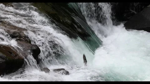Salmon jumping upstream in the waterfall 4K video Stock Footage 272302105
