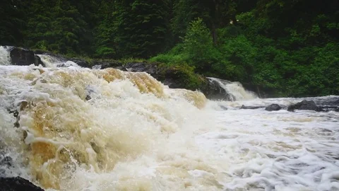 Salmon Jumping Waterfall Stock Footage 79077628