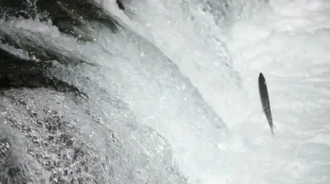 Salmon leaping -3 - Brooks River Falls, Katmai NP Stock Footage 1038360