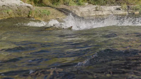 Salmon Leaping at the Base of River Waterfall Stock Footage 344031899