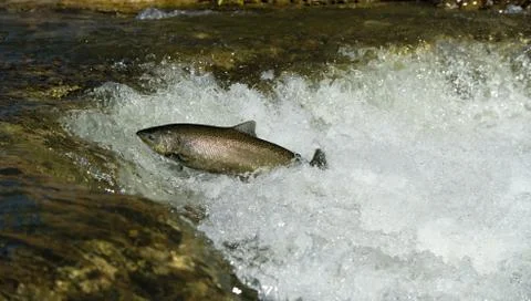 Salmon leaping rapids Stock Photos