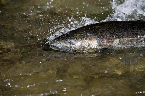 Salmon leaping rapids Stock Photos