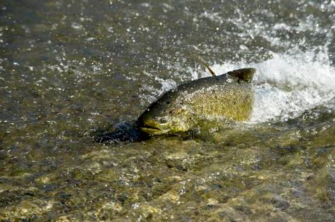 Salmon leaping rapids Stock Photos