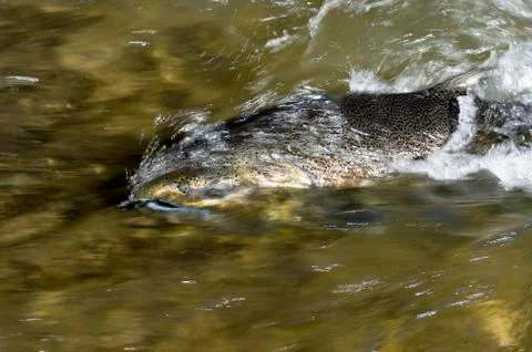 Salmon leaping rapids Stock Photos