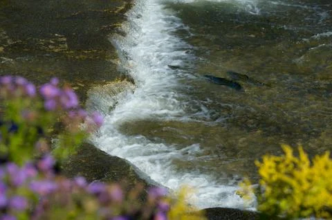 Salmon leaping rapids Stock Photos