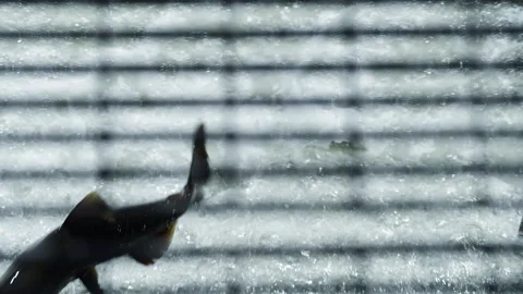 Salmon Leaping under Grate Shadows in Slow Motion Stock Footage 336131332