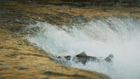 Salmon Leaping Upstream over Weir in Ganaraska River Stock Footage 344031236