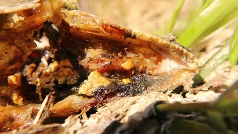 Salmon life cycle. fish &amp; fly insects. Eggs, larvae &amp; adult flies. Ecosystem Stock Footage 195688071