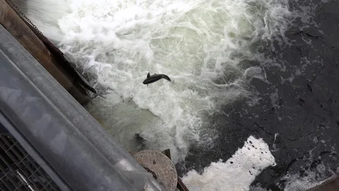 Salmon migrating back to spawning grounds and leaping over dam Stock Footage 117328479