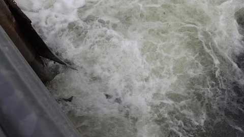 Salmon migrating back to spawning grounds and leaping over dam Stock Footage 117328721