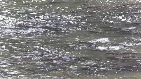 Salmon migrating back to spawning grounds and leaping over dam Video stock 117330398